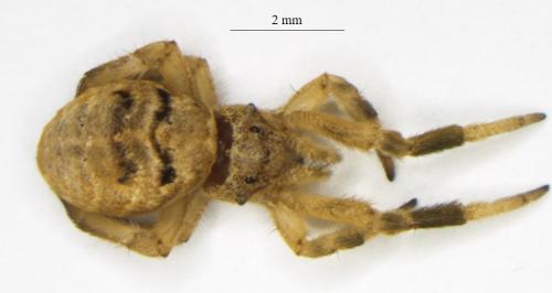 Réf. 288 170 : Hyptiotes paradoxus